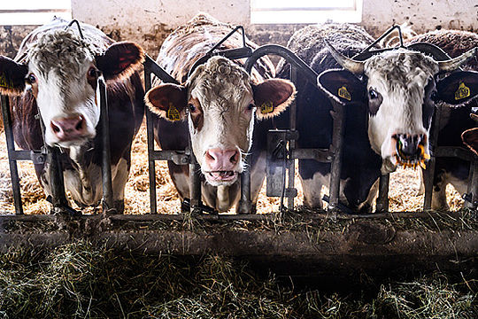 Drei Kühe strecken in einem Stall ihre Köpfe durch ein Metallgatter. Davor liegt Heu im Trog.